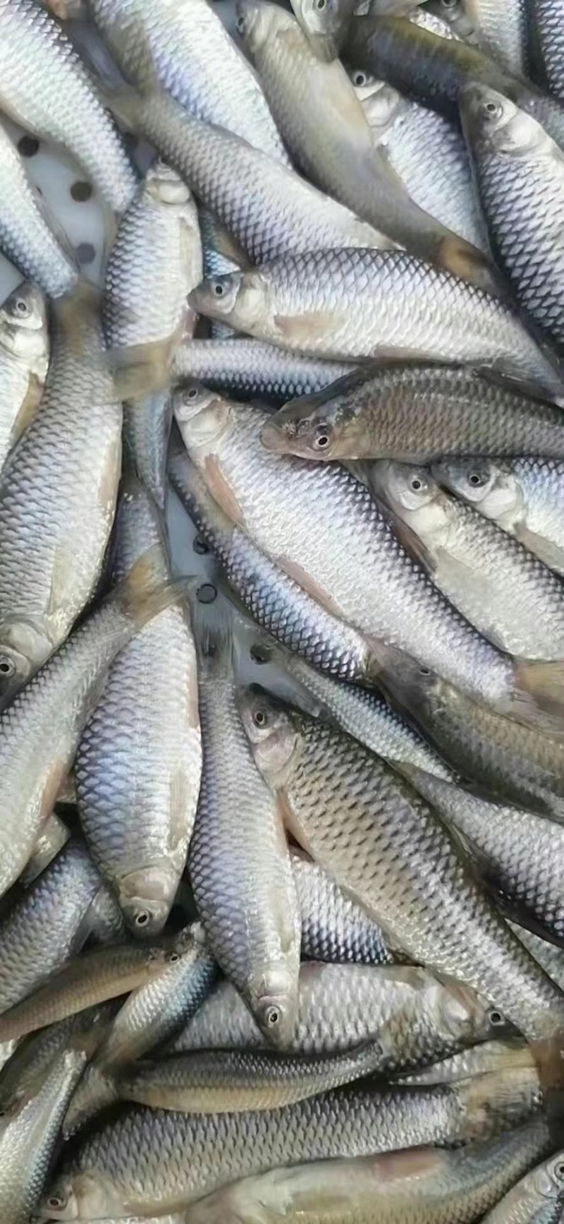 麻鱼