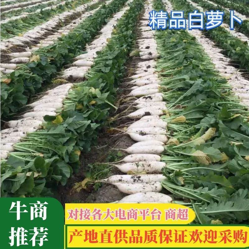 【推荐】萝卜1.5~2斤起300亩包地论斤卖都行欢迎联系