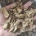 川木香干货川木香量大从优欢迎选购！