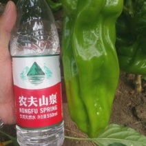 薄皮椒苗，包成活，免费提供种植服务，欢迎选购。