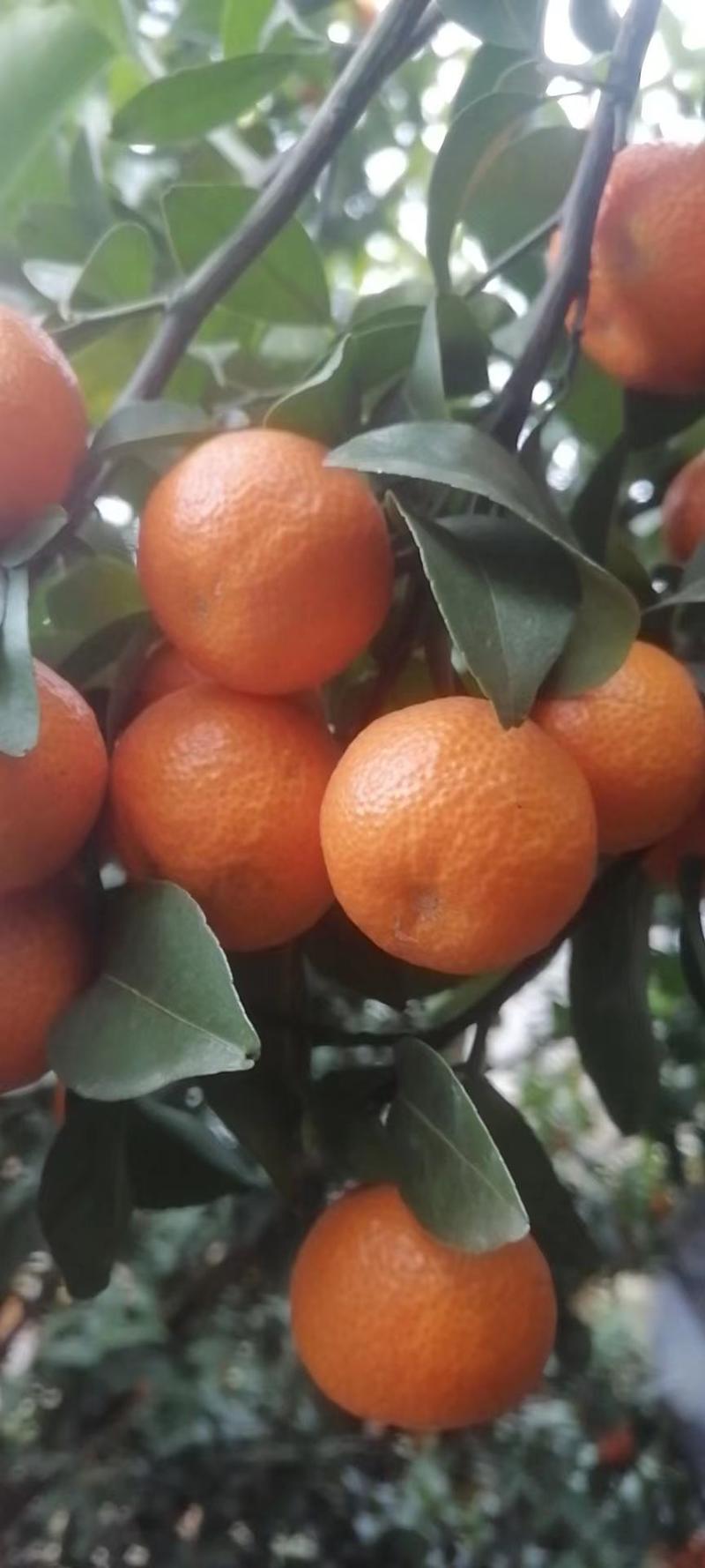 陕西汉中柑桔蜜橘产地直发货源充足诚信商家欢迎咨询
