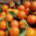 陕西汉中柑桔蜜橘产地直发货源充足诚信商家欢迎咨询