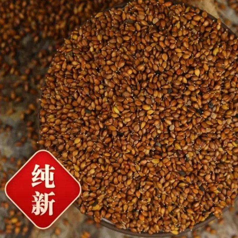 确山原产地夏枯草夏枯球种籽中子结穗饱满高产欢迎咨询