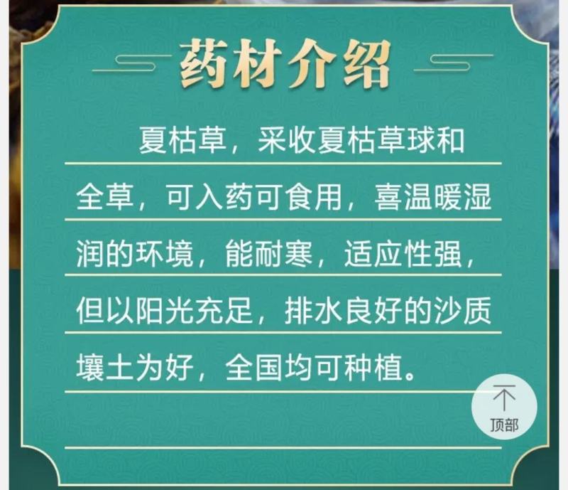 确山原产地夏枯草夏枯球种籽中子结穗饱满高产欢迎咨询