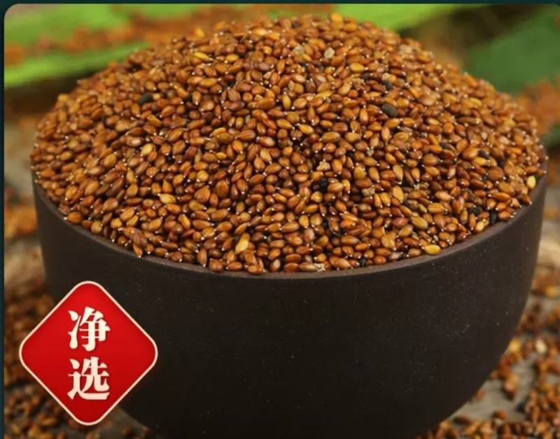 确山原产地夏枯草夏枯球种籽中子结穗饱满高产欢迎咨询