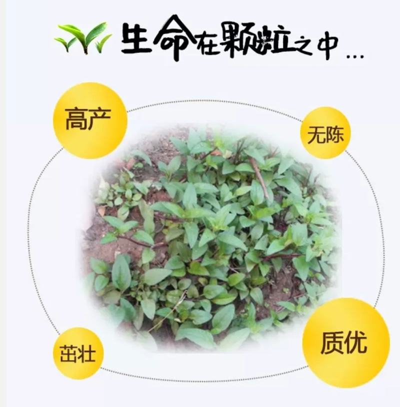 确山原产地夏枯草夏枯球种籽中子结穗饱满高产欢迎咨询