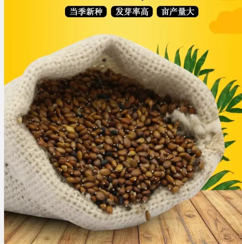 确山原产地夏枯草夏枯球种籽中子结穗饱满高产欢迎咨询