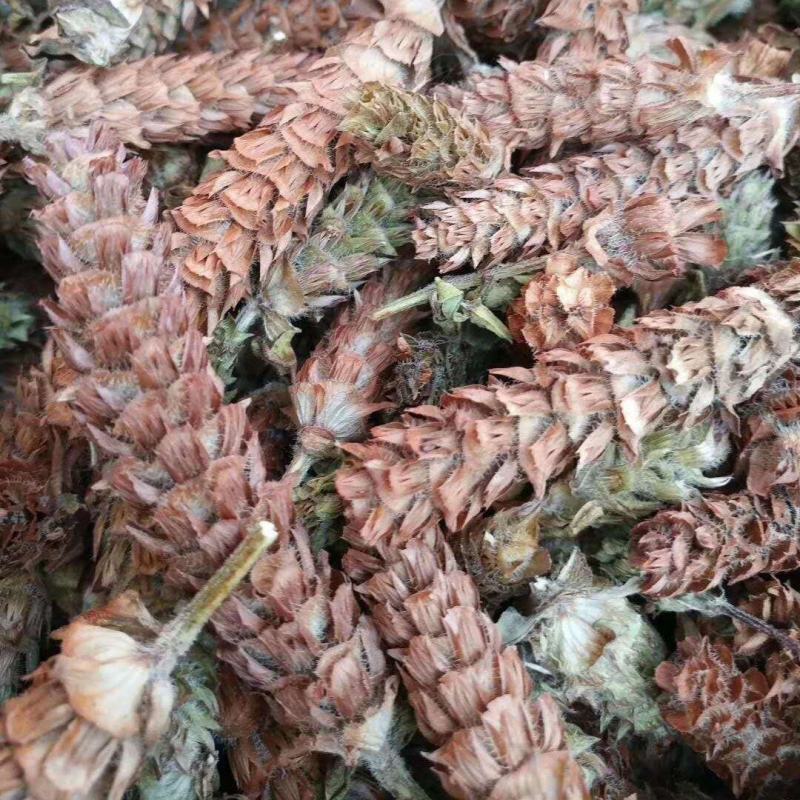 确山原产地夏枯草夏枯球种籽中子结穗饱满高产欢迎咨询