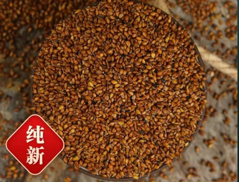 确山原产地夏枯草夏枯球种籽中子结穗饱满高产欢迎咨询