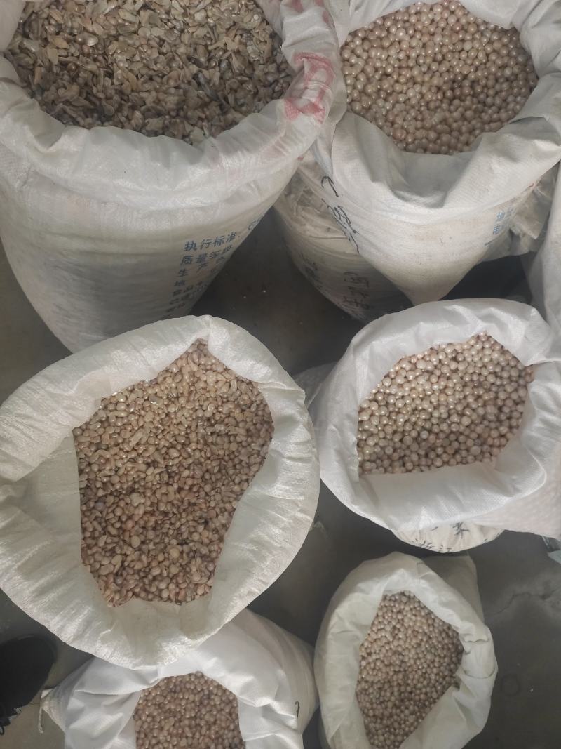 珍珠干货珍珠量大从优欢迎选购！