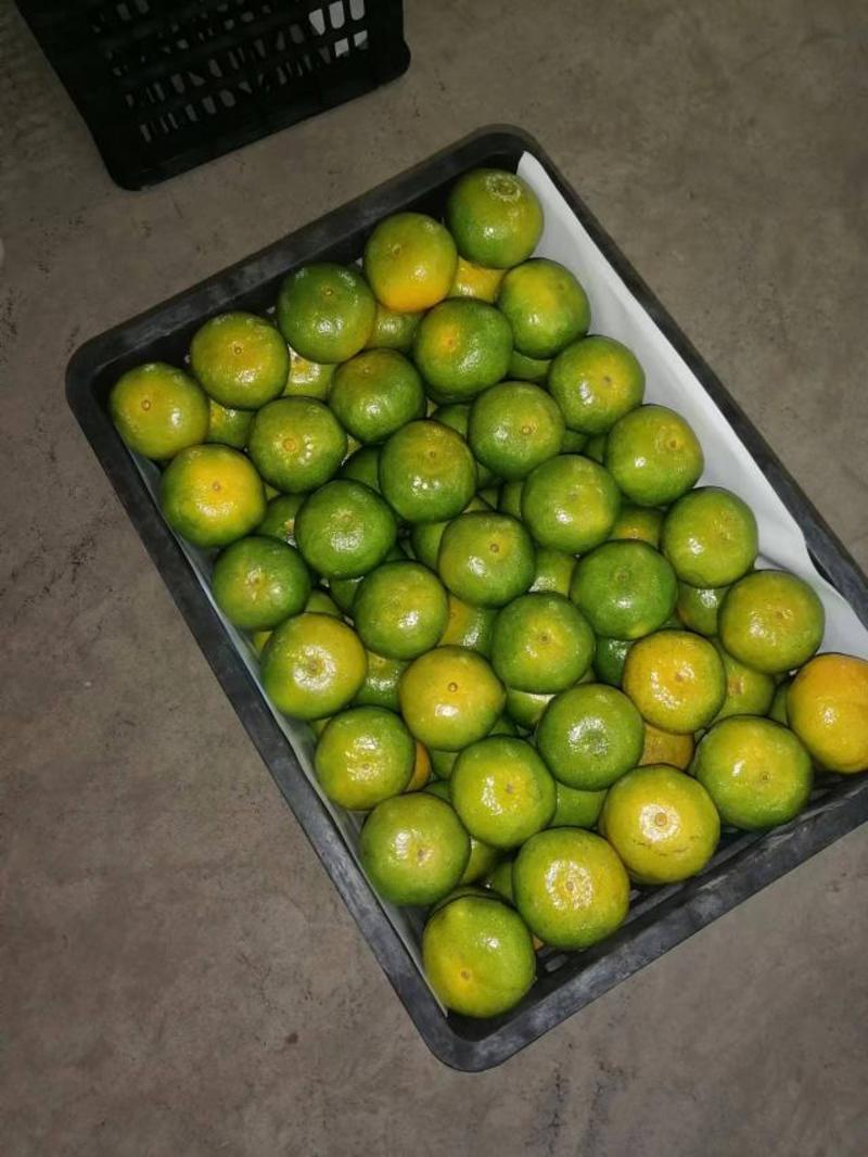 陕西汉中柑桔蜜橘货源充足量大从优售后保障欢迎来电