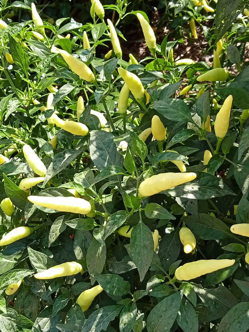 黄泡椒