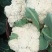 菜花陆续大量上市啦，大量供货，品质好，可按需装货