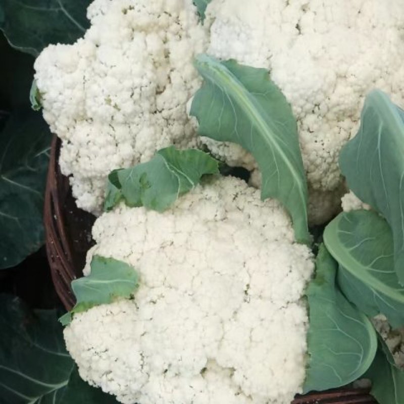 菜花陆续大量上市啦，大量供货，品质好，可按需装货