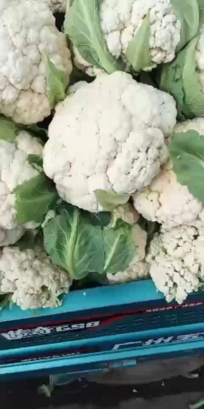菜花陆续大量上市啦，大量供货，品质好，可按需装货