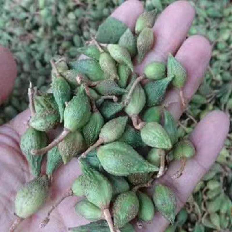新品三号高产大果药用连翘树苗南北地栽盆栽结果包邮观赏荒山