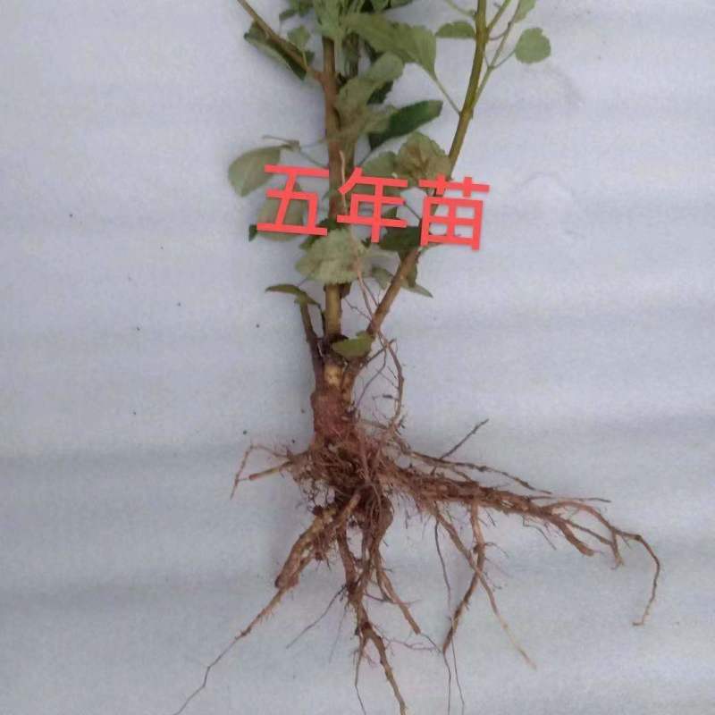 新品三号高产大果药用连翘树苗南北地栽盆栽结果包邮观赏荒山