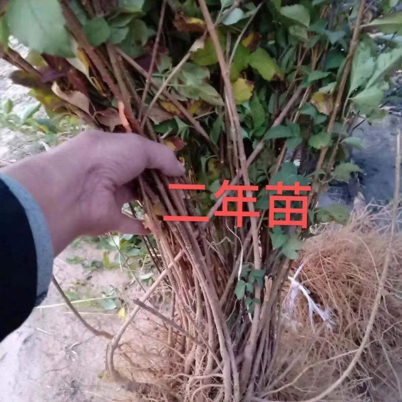 新品三号高产大果药用连翘树苗南北地栽盆栽结果包邮观赏荒山