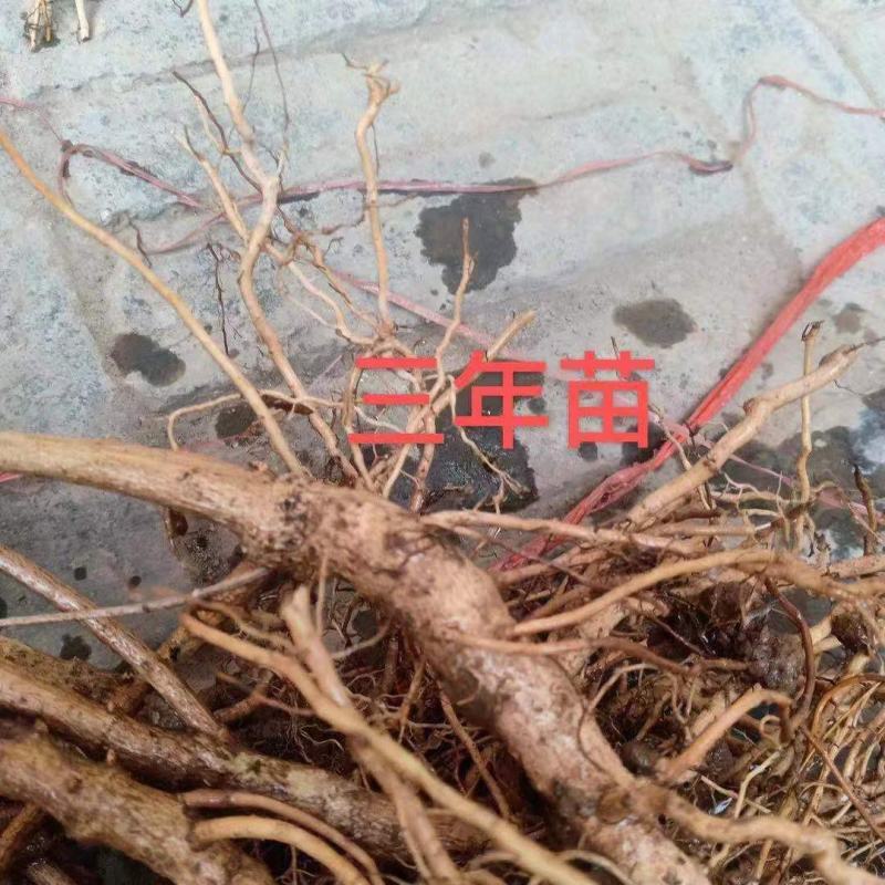 新品三号高产大果药用连翘树苗南北地栽盆栽结果包邮观赏荒山