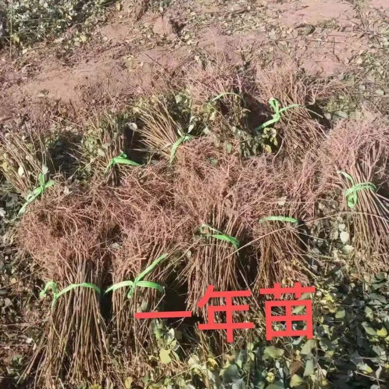 新品三号高产大果药用连翘树苗南北地栽盆栽结果包邮观赏荒山