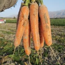 阿克苏南疆，黄胡萝卜存储开始了，大吨位供应，保质保量
