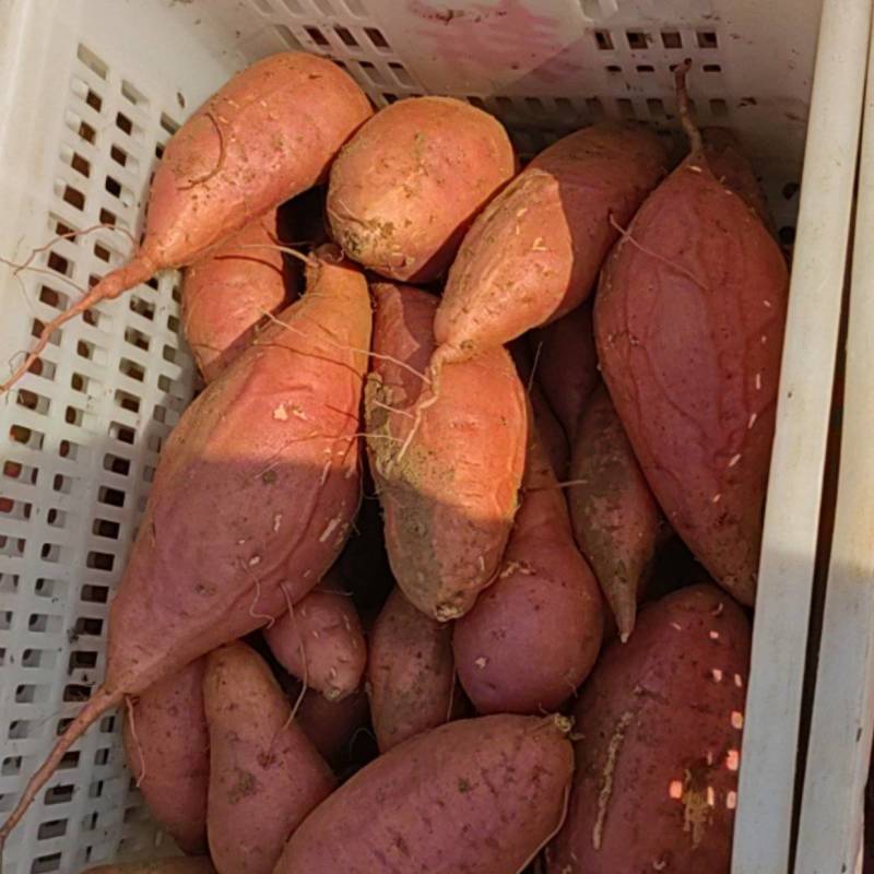 小薯。板栗薯