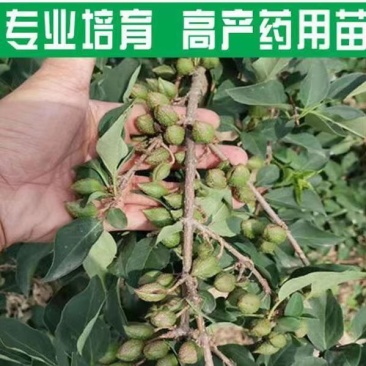 新品三号高产大果药用连翘树苗南北地栽盆栽结果包邮观赏荒山