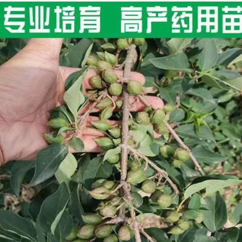 新品三号高产大果药用连翘树苗南北地栽盆栽结果包邮观赏荒山