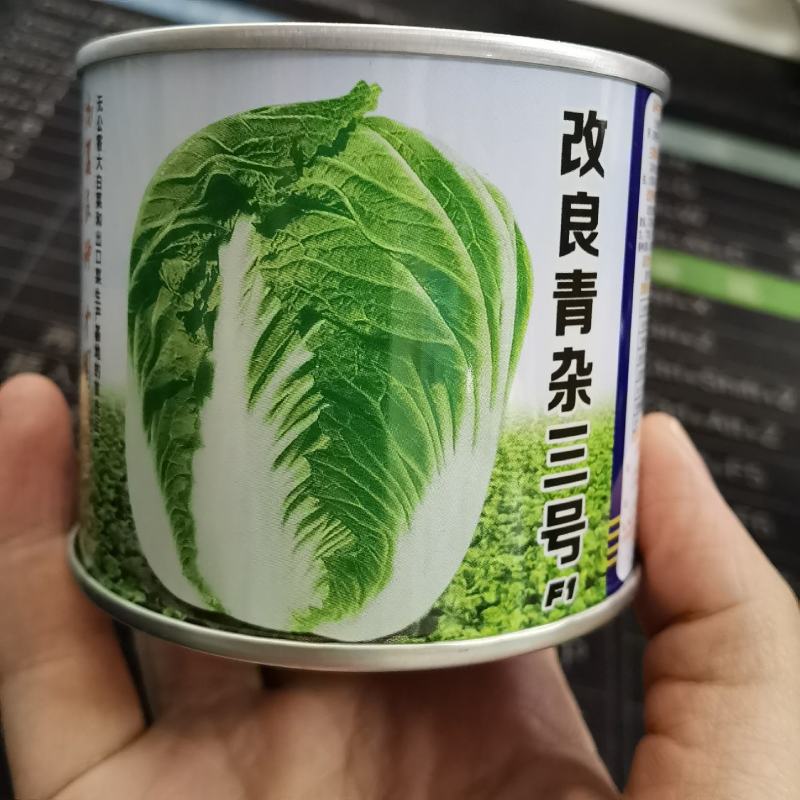 改良青杂3号大白菜种子85天晚熟单球重4~5公斤种植户用