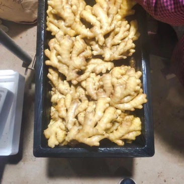 精品小黄姜产地大量批发价格合理保质保量全国代发坏烂包赔