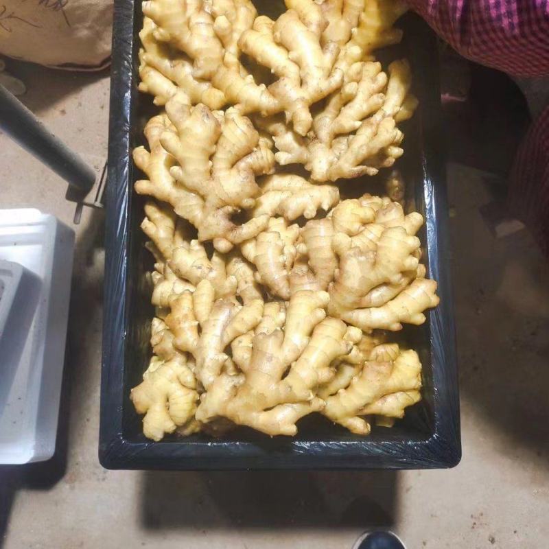 精品小黄姜产地大量批发价格合理保质保量全国代发坏烂包赔