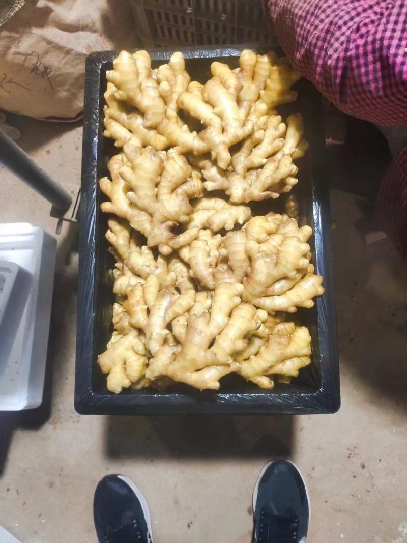 精品小黄姜产地大量批发价格合理保质保量全国代发坏烂包赔