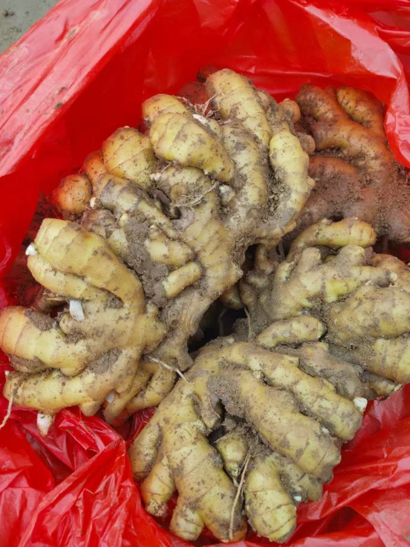 精品小黄姜产地大量批发价格合理保质保量全国代发坏烂包赔