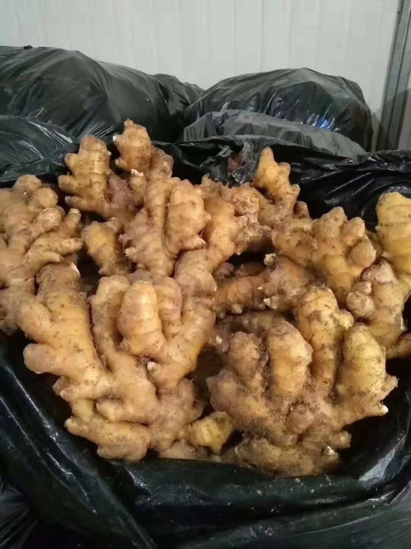 精品小黄姜产地大量批发价格合理保质保量全国代发坏烂包赔
