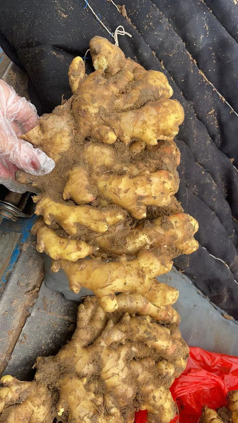 精品小黄姜产地大量批发价格合理保质保量全国代发坏烂包赔
