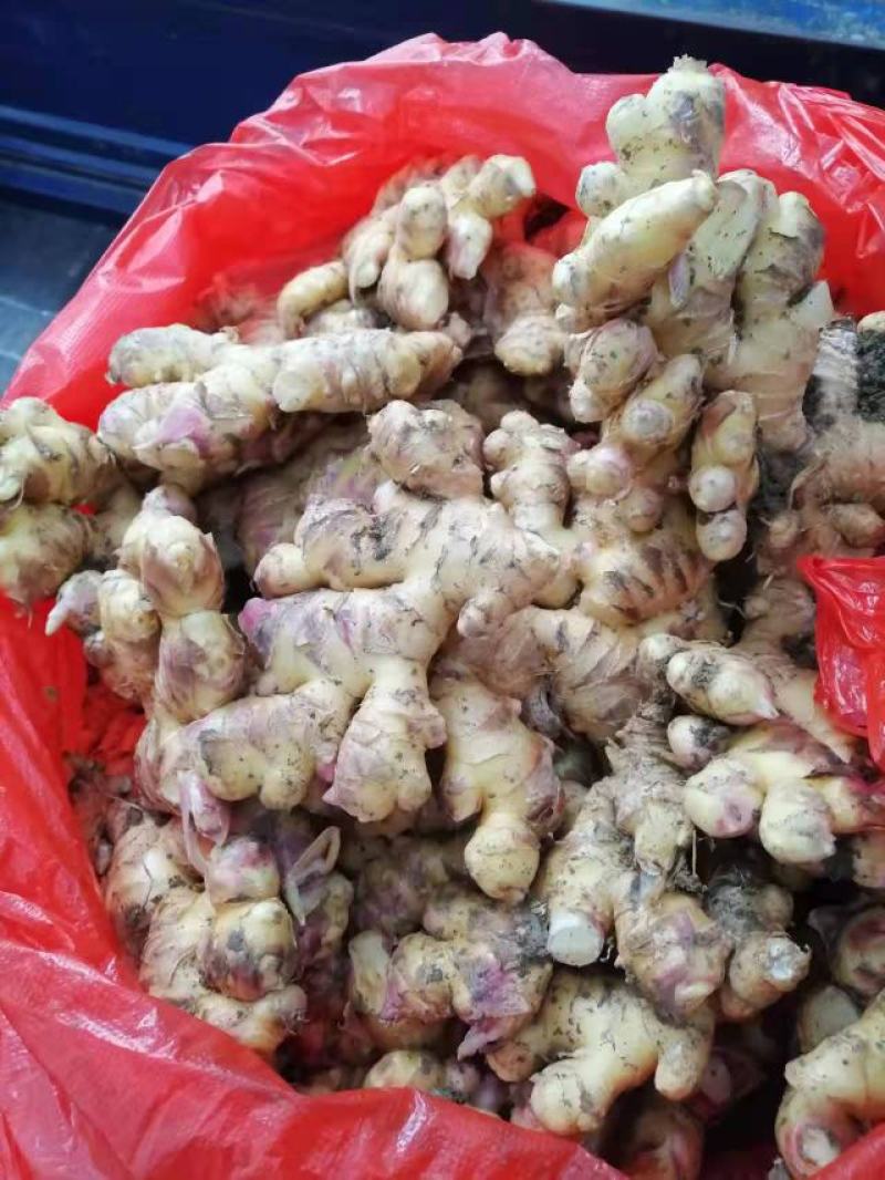 精品小黄姜产地大量批发价格合理保质保量全国代发坏烂包赔