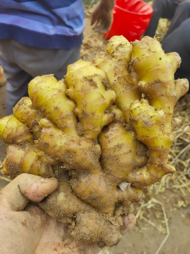 精品小黄姜产地大量批发价格合理保质保量全国代发坏烂包赔