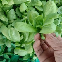 精品大叶茼蒿