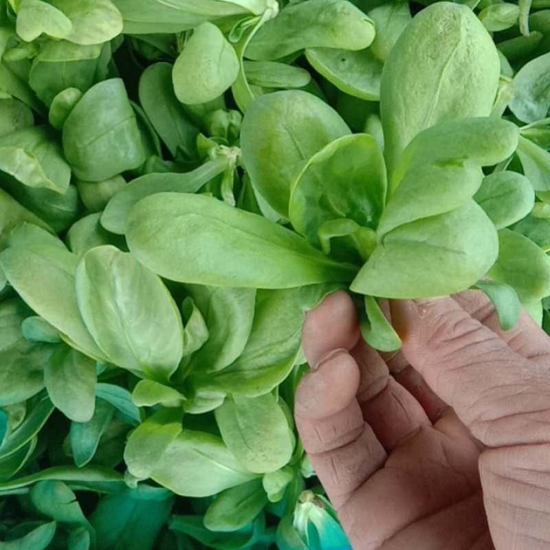 精品大叶茼蒿
