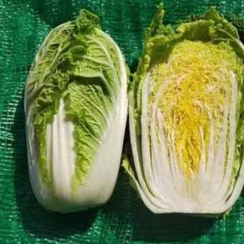 甘肃精品娃娃菜，黄心娃娃菜，产地直发，一手货源，品质保证