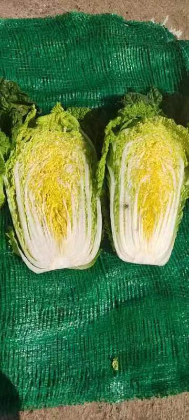 甘肃精品娃娃菜，黄心娃娃菜，产地直发，一手货源，品质保证