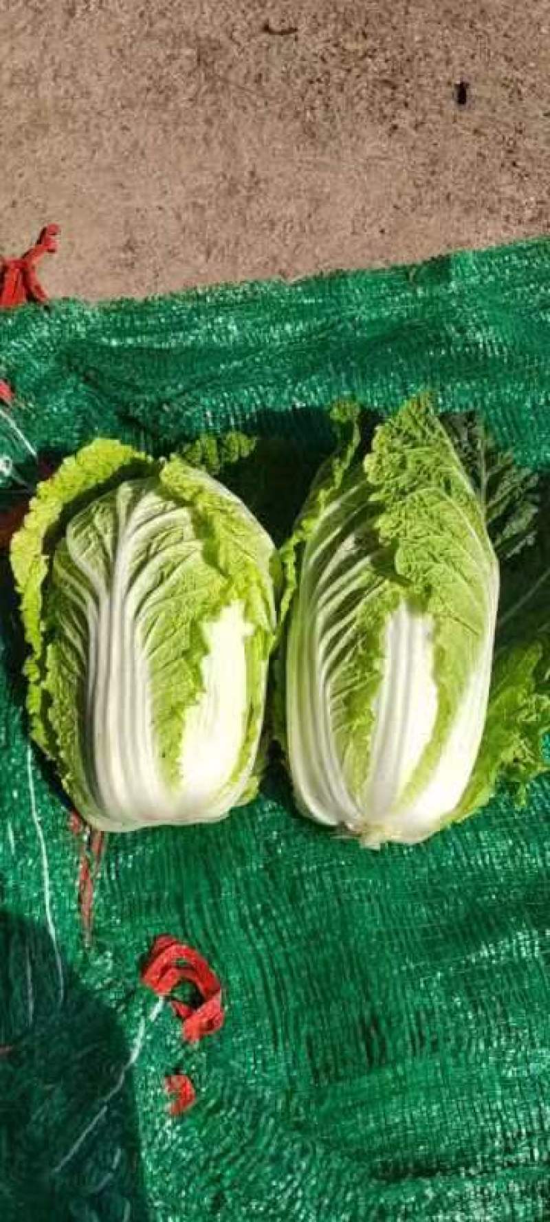 甘肃精品娃娃菜，黄心娃娃菜，产地直发，一手货源，品质保证
