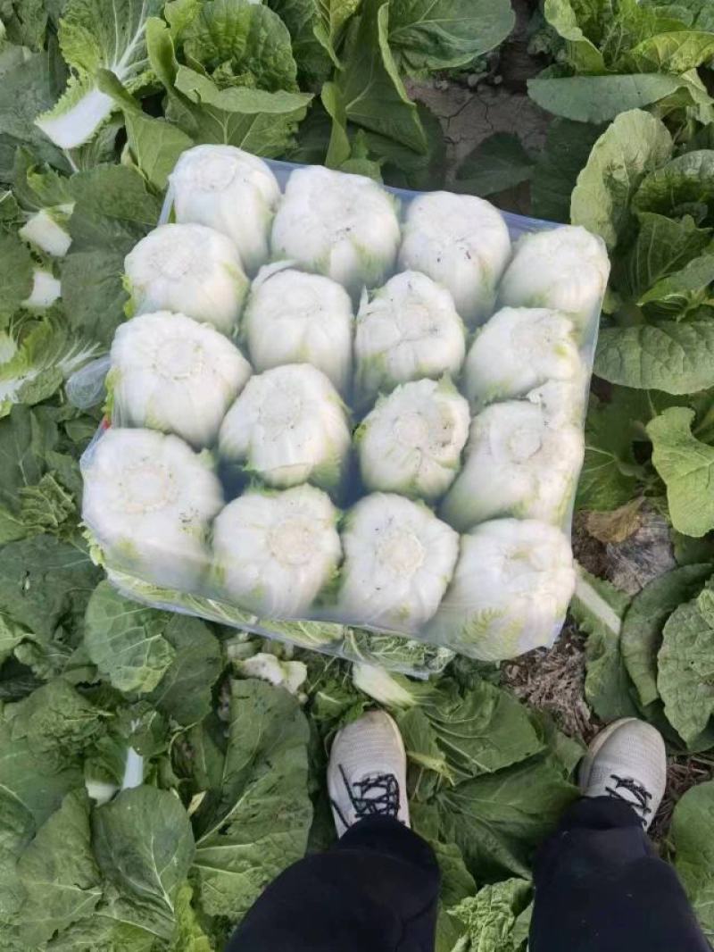甘肃精品娃娃菜，黄心娃娃菜，产地直发，一手货源，品质保证