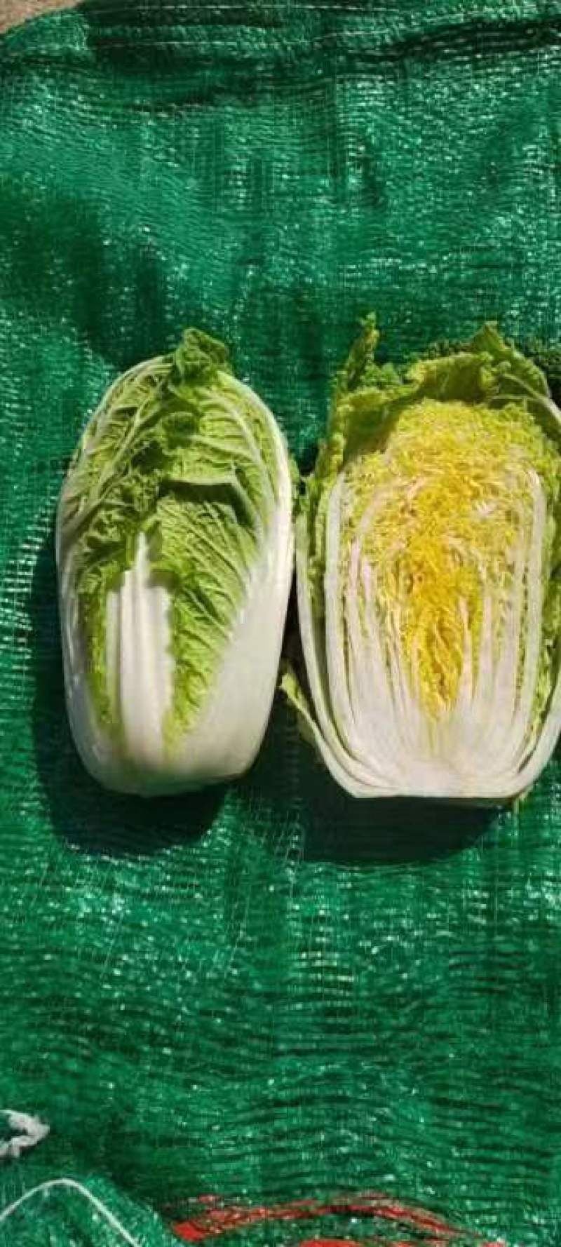 甘肃精品娃娃菜，黄心娃娃菜，产地直发，一手货源，品质保证