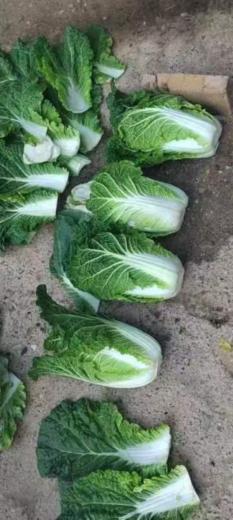 甘肃精品娃娃菜，黄心娃娃菜，产地直发，一手货源，品质保证