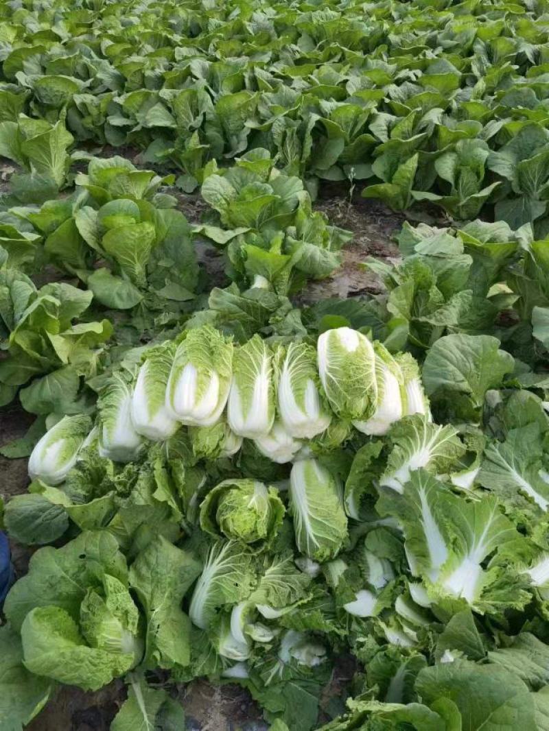 甘肃精品娃娃菜，黄心娃娃菜，产地直发，一手货源，品质保证