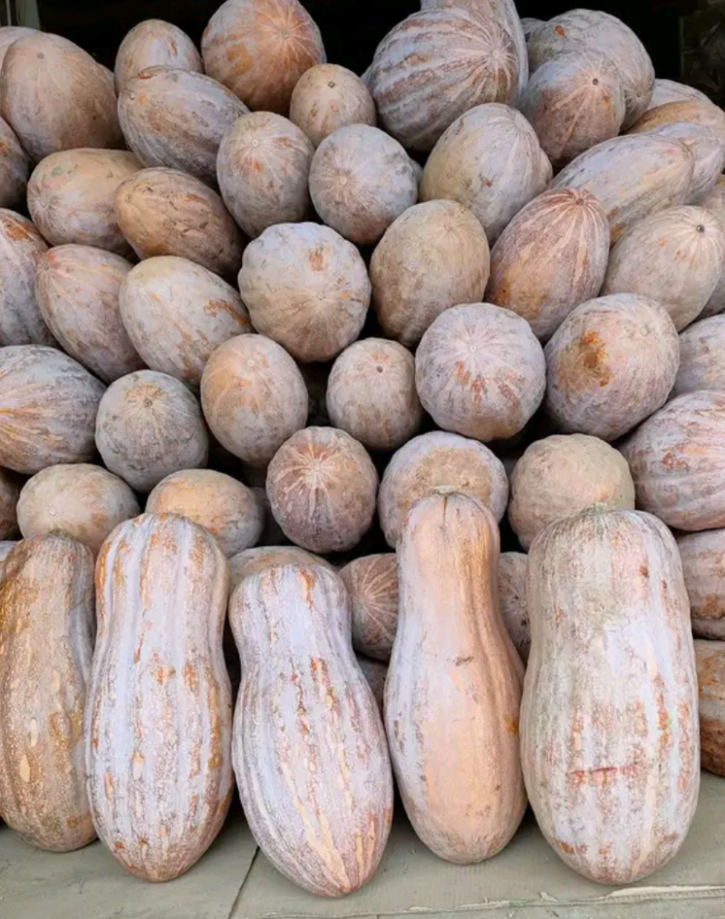 南瓜，蜜本南瓜，耐运输，耐储存，欢迎实地考察