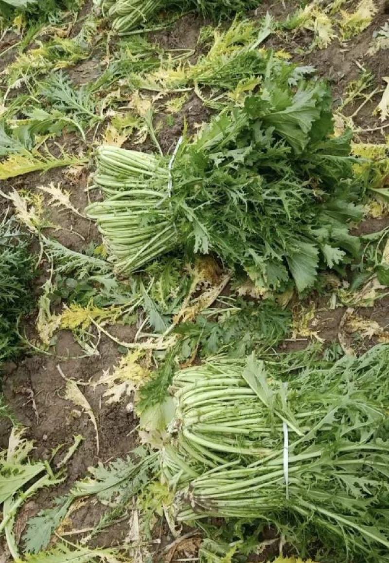【热卖】芥菜雪里红大量上市，供应各大电商市场工厂