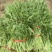 【热卖】芥菜雪里红大量上市，供应各大电商市场工厂