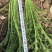 【热卖】芥菜雪里红大量上市，供应各大电商市场工厂